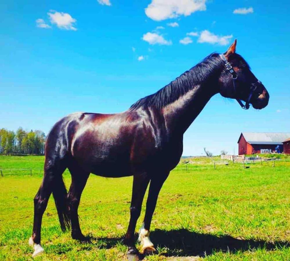 Charming 6 Bedroom House & Horse Farm - Sleeps 12 Horndal Exterior foto